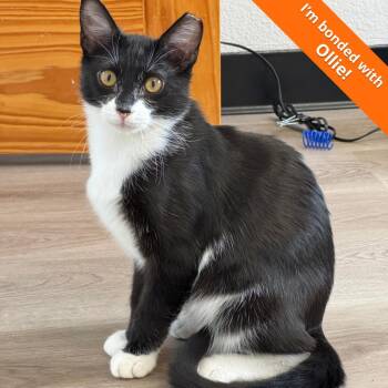 Domestic Short Hair Cats Available for Adoption - Siggi | PetCurious