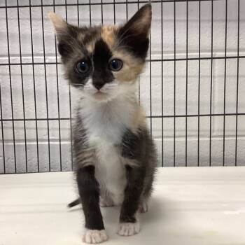 Rescue Domestic Short Hair Cats for Adoption in Montgomery, Alabama - Way | PetCurious