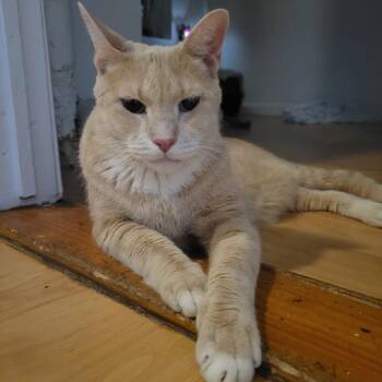 Rescue Domestic Short Hair Cats for Adoption - Target | PetCurious