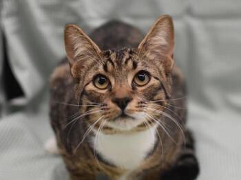 Domestic Short Hair Cats Available for Adoption - Diner | PetCurious