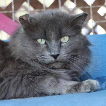 Rescue Domestic Medium Hair Cats for Adoption in Tucson, Arizona - Bender | PetCurious