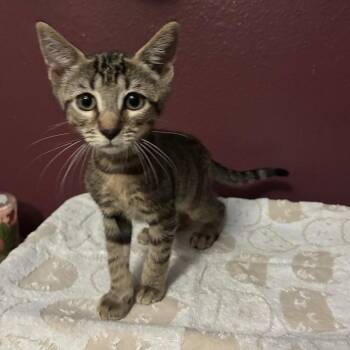 Cowardly lion -  Domestic Short Hair Cat for Adoption in NEW PT RICHEY, Florida - Cowardly Lion | PetCurious
