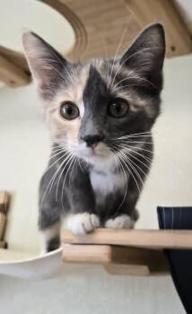 Mia -  Domestic Short Hair Cat for Adoption in Larned, Kansas - Mia | PetCurious