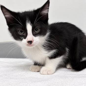 Great Smoky -  Domestic Short Hair Cat for Adoption in Austin, Texas - Great Smoky | PetCurious