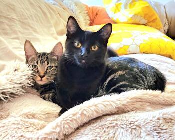 Rescue Domestic Short Hair Cats for Adoption in Seattle, Washington - LBO And Swirly | PetCurious