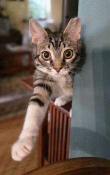 Sugar -  Tabby Cat for Adoption in Atglen, Pennsylvania - Sugar | PetCurious