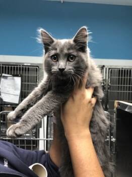 Rescue Domestic Medium Hair and Domestic Short Hair Cats for Adoption in Daytona Beach, Florida - Sweetums | PetCurious