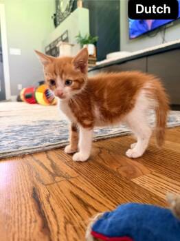 Dutch -  Domestic Short Hair Cat for Adoption in Johnson City, Tennessee - Dutch | PetCurious