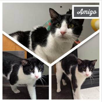 Amigo -  Domestic Short Hair Cat for Adoption in Downers Grove, Illinois - Amigo | PetCurious