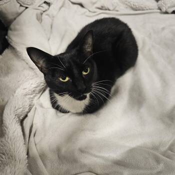 Zara -  Tuxedo Cat for Adoption in Richmond, Virginia - Zara | PetCurious