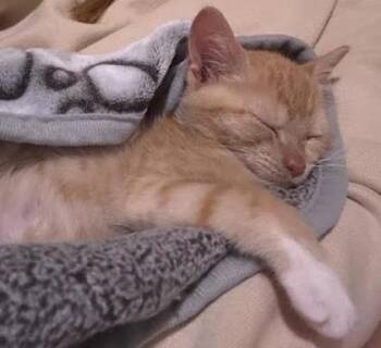 Rescue Domestic Short Hair Cats for Adoption in Columbia, South Carolina - Jenga | PetCurious