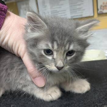 Harvey -  Domestic Medium Hair Cat Available for Adoption in Huntsville, Arkansas - Harvey | PetCurious