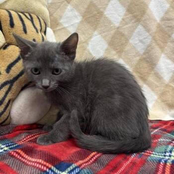 Mac-T -  Domestic Short Hair Cat for Adoption in Hawthorne, California - Mac-T | PetCurious