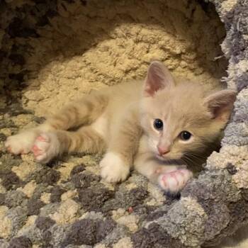 Bravo -  Domestic Short Hair Cat Available for Adoption in Plover, Wisconsin - Bravo | PetCurious