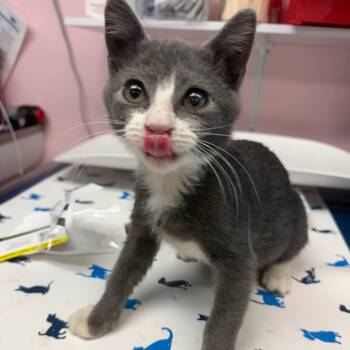 Rescue Domestic Short Hair Cats for Adoption in Port Richey, Florida - Garnacho | PetCurious