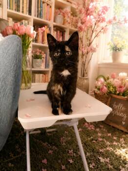Domestic Short Hair Cats Available for Adoption in Belleville, Michigan - Storm | PetCurious