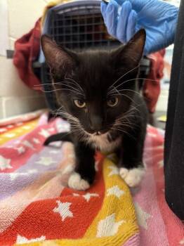 Blaine -  Domestic Short Hair Cat for Adoption in Santa Rosa, California - Blaine | PetCurious