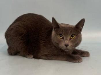 Dumpling -  Domestic Short Hair Cat for Adoption in Golden Valley, Minnesota - Dumpling | PetCurious