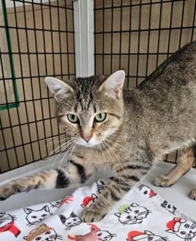 Tiger Kitty -  Domestic Medium Hair Cat for Adoption in Green River, Wyoming - Tiger Kitty | PetCurious