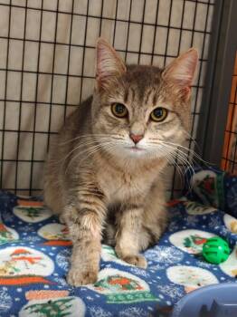 Domestic Short Hair Cats Available for Adoption - Te Fiti | PetCurious