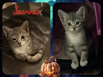 Jeanie -  Domestic Short Hair Cat for Adoption in Corinth, New York - Jeanie | PetCurious