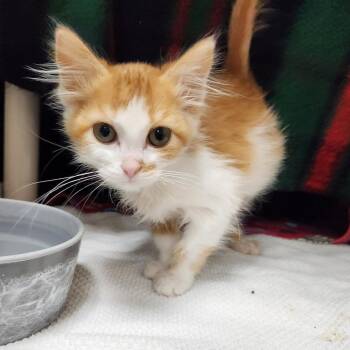 Martini -  Domestic Medium Hair Cat for Adoption in Walker, Michigan - Martini | PetCurious