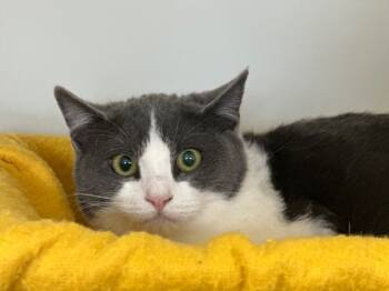 Rescue Domestic Short Hair Cats for Adoption in Mckinleyville, California - BRADY | PetCurious
