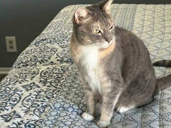 Rescue Domestic Short Hair Cats for Adoption in Bonsall, California - Maya 2910 | PetCurious