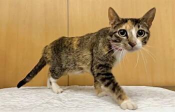 MISSION IMPOSSIBLE -  Domestic Short Hair Cat for Adoption in Brentwood, Missouri - MISSION IMPOSSIBLE | PetCurious