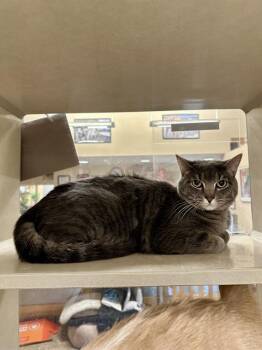 Rescue Domestic Short Hair Cats for Adoption in Frisco, Colorado - GIMLI | PetCurious