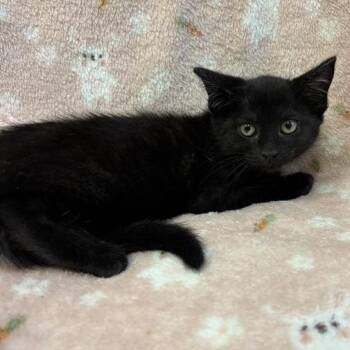 Wednesday -  Domestic Short Hair Cat for Adoption in Long Beach, California - Wednesday | PetCurious