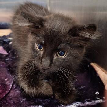 Momo -  Domestic Long Hair Cat for Adoption in Montgomery, Alabama - Momo | PetCurious