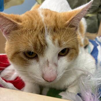 Ricardo -  Domestic Short Hair Cat for Adoption in Oak Park, Illinois - Ricardo | PetCurious