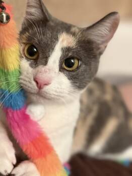 Rescue Dilute Calico Cats for Adoption in Chandler, Arizona - Lucille Luvbug | PetCurious