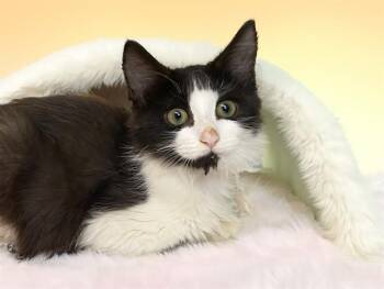 VESTA -  Domestic Short Hair Cat for Adoption in Fort Lauderdale, Florida - VESTA | PetCurious