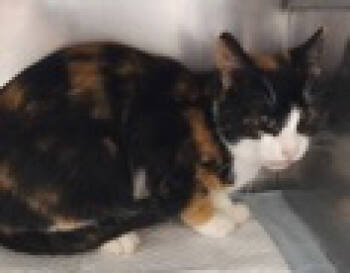 Rescue Domestic Short Hair Cats for Adoption in Simcoe, Ontario - Marble | PetCurious