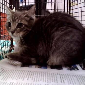 FRAMPTON -  Domestic Short Hair Cat for Adoption in Martinez, California - FRAMPTON | PetCurious