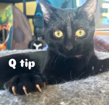 Domestic Short Hair Cats Available for Adoption in Gorham, Maine - Q-Tip Aka Quinn Prospect | PetCurious
