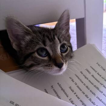 Vicky -  Domestic Short Hair Cat for Adoption in East Hanover, New Jersey - Vicky | PetCurious
