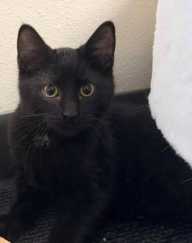 Obsidian -  Domestic Short Hair Cat for Adoption in Ladysmith, Wisconsin - Obsidian | PetCurious