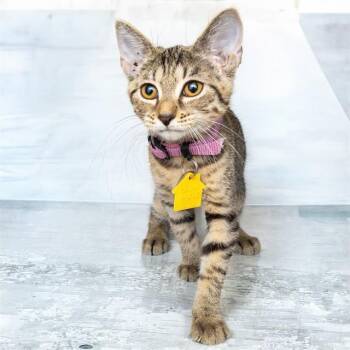 LUCY -  Domestic Short Hair Cat for Adoption in St. Louis, Missouri - LUCY | PetCurious