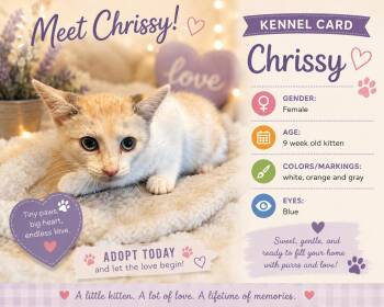 Chrissy -  Domestic Short Hair Cat for Adoption in Ashland, Kentucky - Chrissy | PetCurious