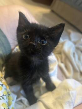 Esteban -  Domestic Short Hair Cat for Adoption in Austin, Texas - Esteban | PetCurious