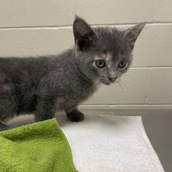 Root Beer Float -  Domestic Short Hair Cat for Adoption in Chicago, Illinois - Root Beer Float | PetCurious