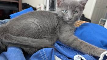 Cyclops -  Domestic Short Hair Cat for Adoption in Richmond, Virginia - Cyclops | PetCurious