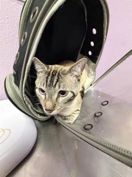 61237713 -  Domestic Short Hair Cat for Adoption in El Paso, Texas - 61237713 | PetCurious