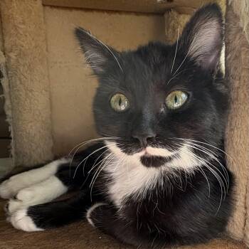 Ryland (w Estes) -  Domestic Short Hair Cat for Adoption in Silverton, Oregon - Ryland (w Estes) | PetCurious