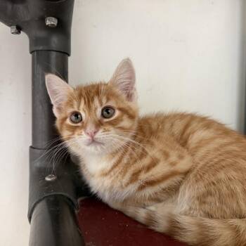 Klondike -  Domestic Short Hair Cat for Adoption in Quakertown, Pennsylvania - Klondike | PetCurious
