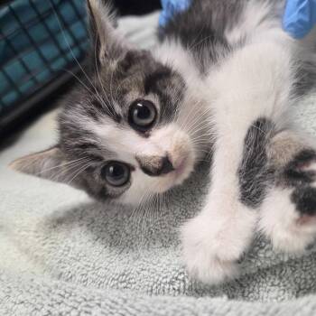 Giant Skeleton -  Domestic Short Hair Cat for Adoption in Providence, Rhode Island - Giant Skeleton | PetCurious