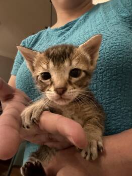 Domestic Short Hair Cats Available for Adoption - Pot Roast (Available For Pre-adoption) | PetCurious